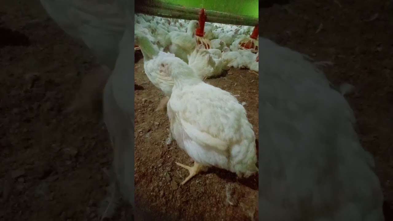 🐥🐥🐥