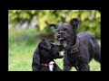 Seedy - Dog Fight