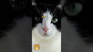 Adorable Cute Black and White Cat | ciiLii funny