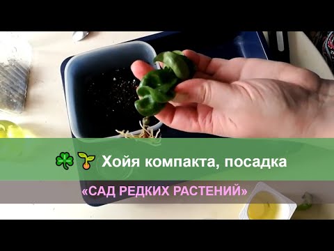 Хойя компакта, посадка
