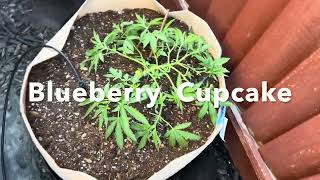Outdoor Cannabis California Bay Area Grow 2024 veg cycle week 5 from Seed