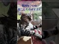 昼寝中に起こされてブチギレた😾 #americanshorthaircat #アメショのララ #猫のいる暮らし #cat #アメリカンショートヘア #ねこ #ねこのいる生活 #dreamingcat