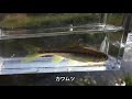 生きエサを使わない釣り入門 落合川でちょい釣りレポート カワムツ／アブラハヤ　2018.3.31