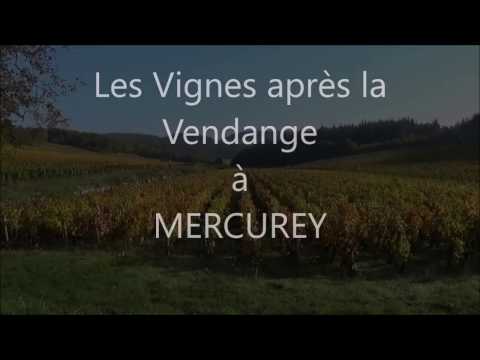 près de St Léger-sur-Dheune : LES VIGNES A MERCUREY