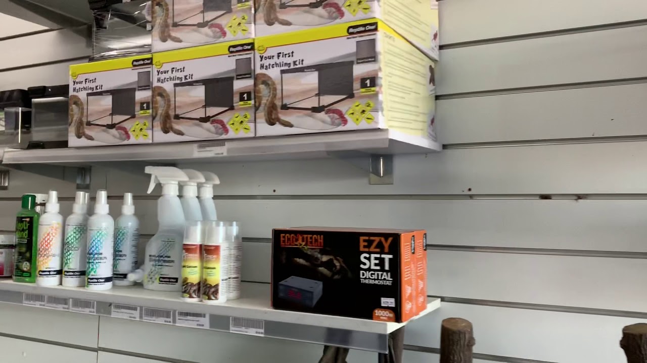 Reptile Pet Shop Melbourne | All Types of Reptiles for Sale - YouTube