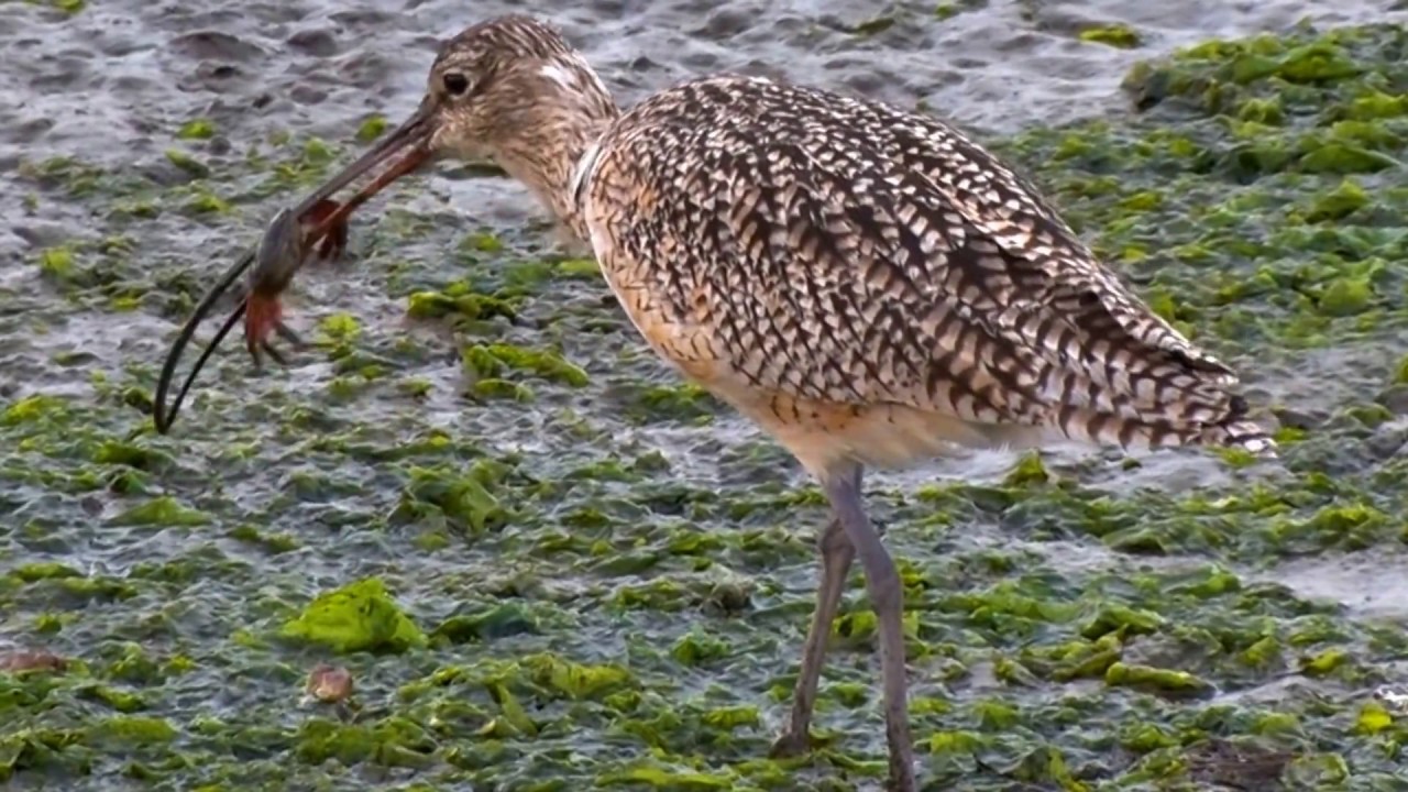 Long-billed Curlew eating a crab 