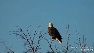 Decorah Eagles 11-29-21, 2;45 PM Mom goes fishing successfully, twice