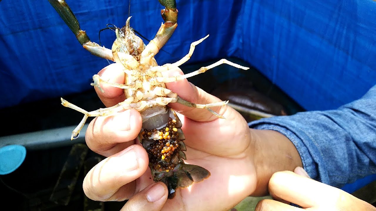 Induk LOBSTER Air Tawar BERTELUR Lagi 