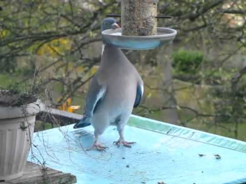 Pigeon At The Bird Feeder 16 April 2015 Youtube