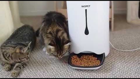 IoT Based Pet Feeder (S2-11)