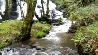 Fervenza Rexidoira