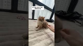 Childhood Memories: The Joy of Multiple Plates! Kitty Stubbo