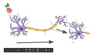 Communication within and between neurons