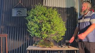 Melaleuca Rock planting. On the road to recovery 
