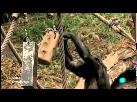 Vídeo: Diferencia Entre Chimpancés Y Bonobos