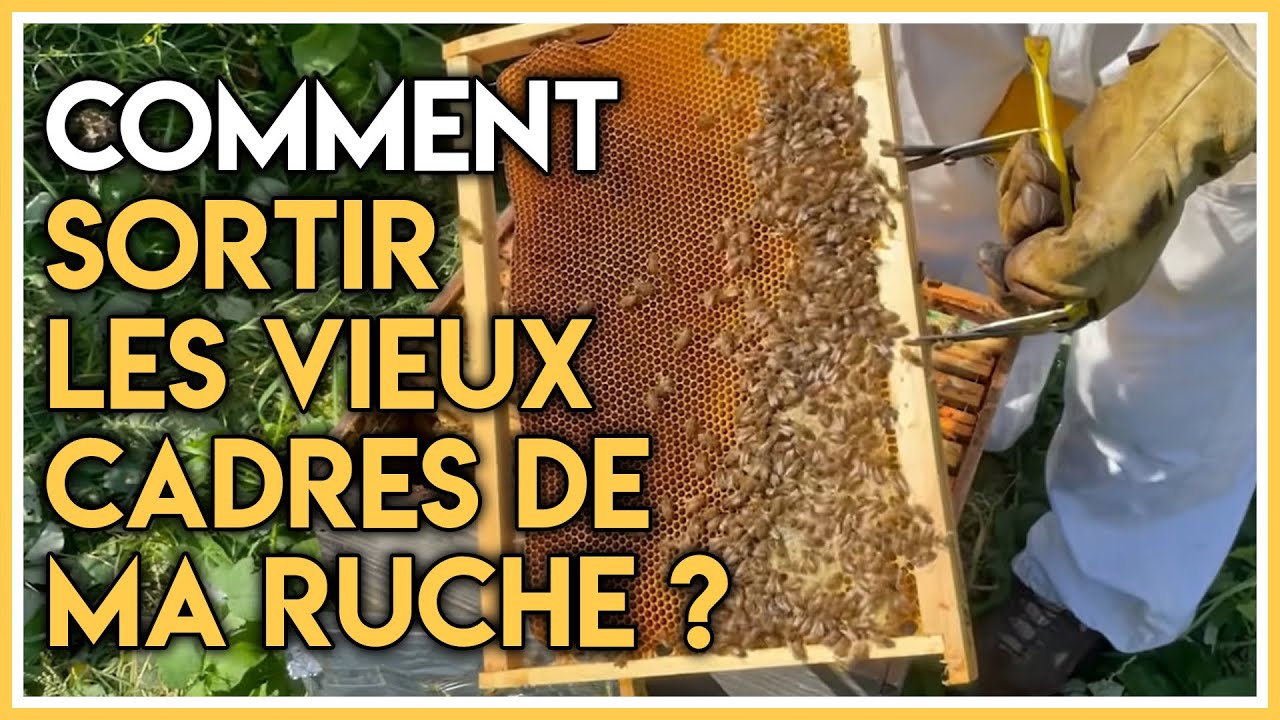 comment sortir les vieux cadres de ma ruche ??? pour l'hivernage et bonus Essaim à hiverner.