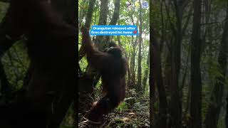 Orangutan Released After Forest Fires Destroyed His Home #orangutans #forestfire #kalimantan #apes @InternationalAnimalRescue