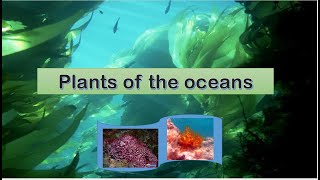 Plants in the ocean | part 1
