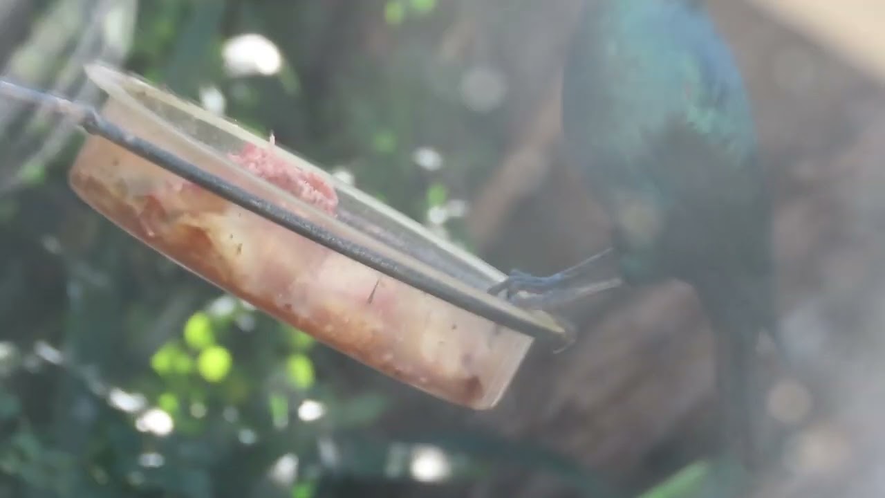 A longer video of the Cape Starling