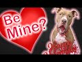 PENNY GETS VALENTINES FROM FAMOUS DOGS | Robby and Penny