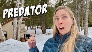 Catching a PREDATOR Eating Our Chickens!