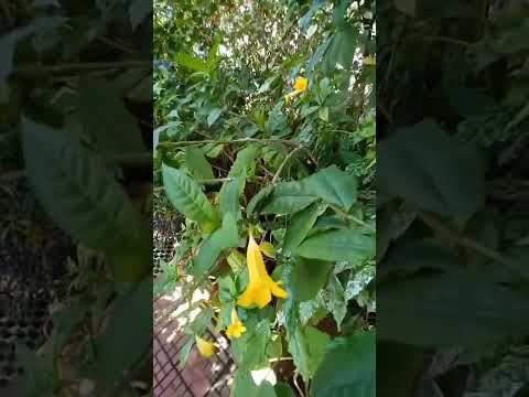 Video: Allamanda Bitki Qulluğu - Qızıl Truba Ev Bitkiləri Necə Becərilir