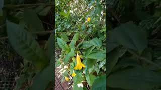 Цветение алламанды Шотта (Allamanda schottii)