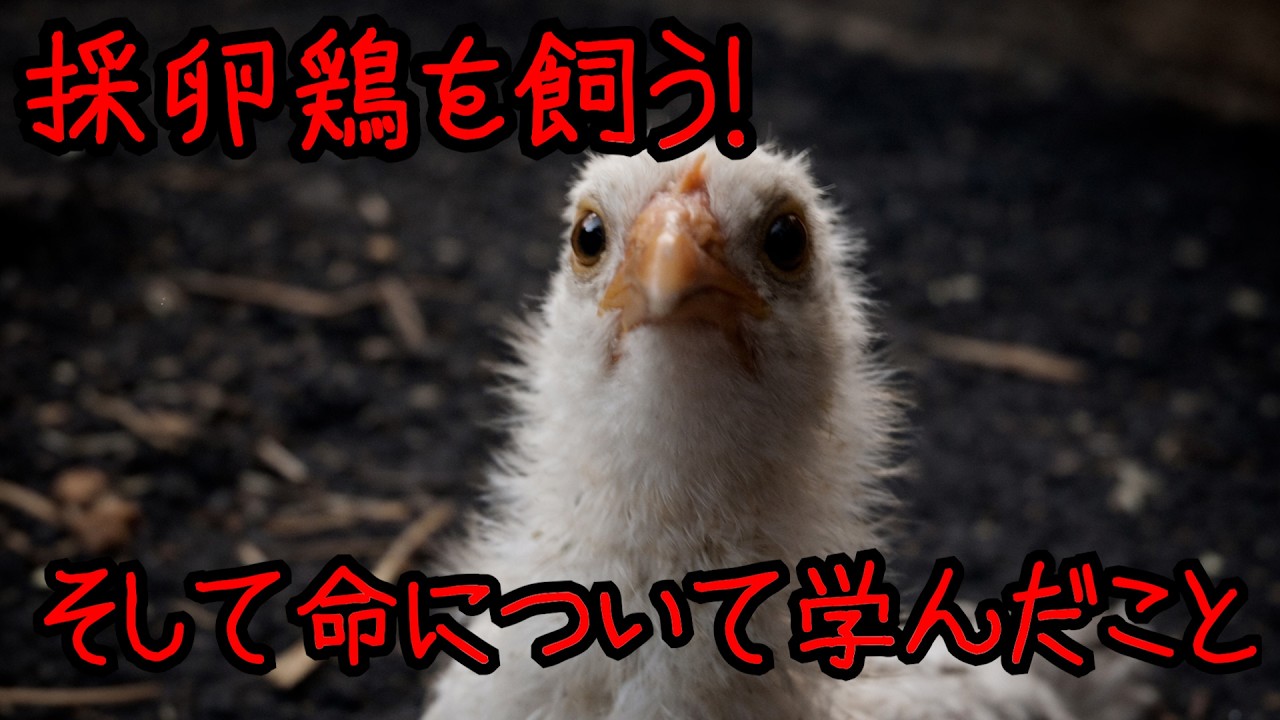 自給自足！採卵鶏と命について学んだこと