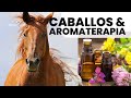 Los caballos y la aromaterapia