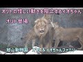 旭川動物園　オリトのフウへの怪しい動きを察して阻止するイオちゃん　オリト登場　オリト＆イオちゃんファミリー　Orito & Io family　Lion family