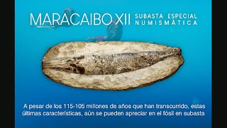 Fósil Rhacolepis Buccalis, Pez Óseo Extinto Del Cretácico Inferior Ictiología Y Paleontología