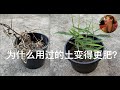 为什么用过的土变得更肥？｜最省钱的盆栽土｜土壤里加一物，病虫害不见了，种菜更轻松