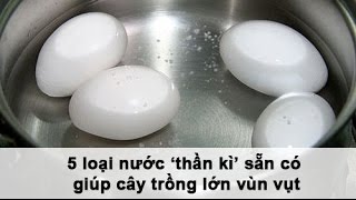 5 loại nước ‘thần kì’ sẵn có giúp cây trồng lớn vùn vụt