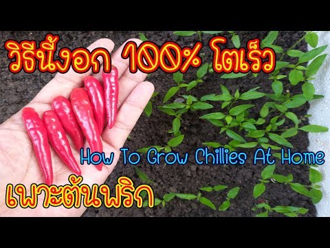 วิธีเพาะต้นพริก จากเมล็ดสด งอกทุกเม็ด โตเร็ว 100% (How To Grow Chillies At Home)