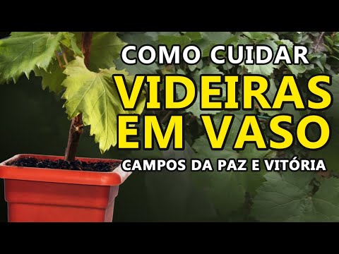 Vídeo: Melhores videiras para recipientes - Aprenda a cultivar videiras em um vaso