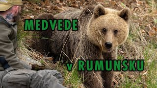 Medvede v Rumunsku 4k