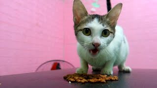 離乳食が美味しすぎてもりもり食べる猫【保護猫】 cat eating