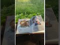 stunning vintage books for children for polishcore slavic nostalgia