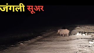 Big Wild Boar । Night Drive । Big Sambar Deer Sighting । Why Male Cubs Calf Get Priority In Feeding