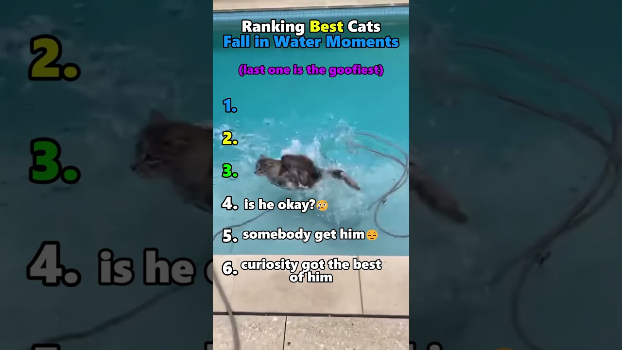 Ranking Best Cat Fall In Water Moments 
