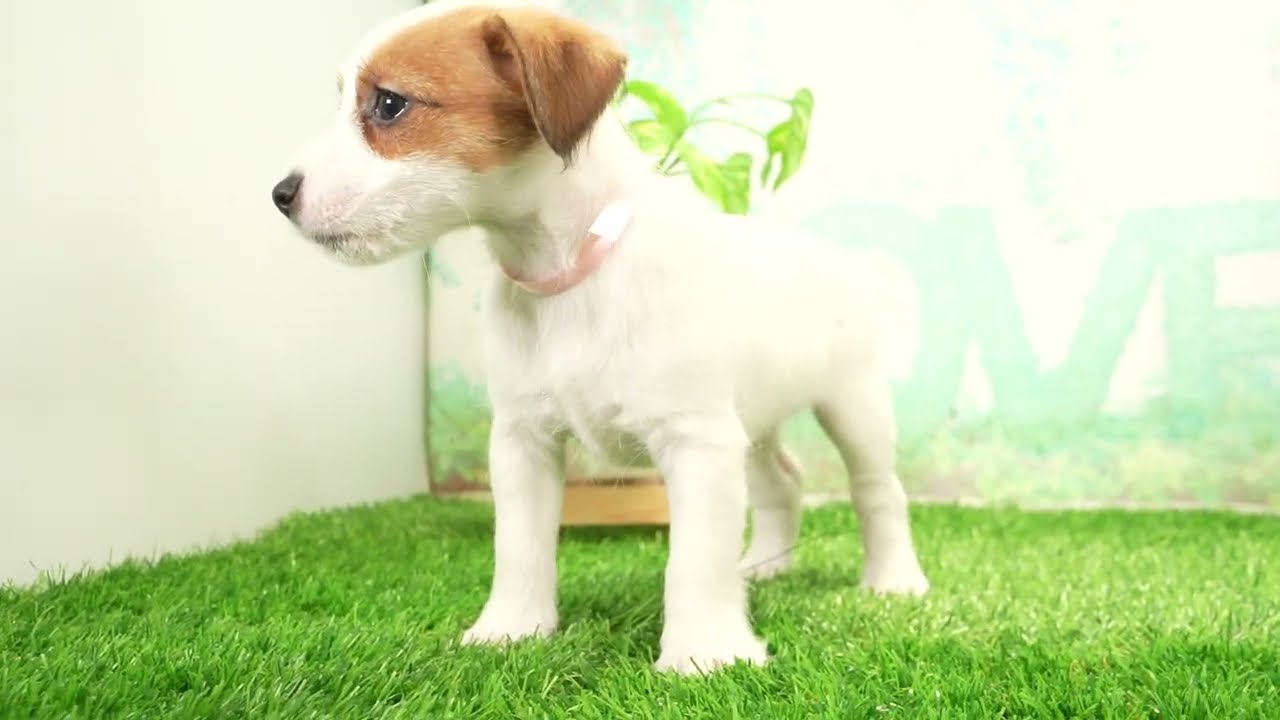 子犬の詳細情報 (愛知県/2025年12月26日生まれ/女の子/タンホワイト