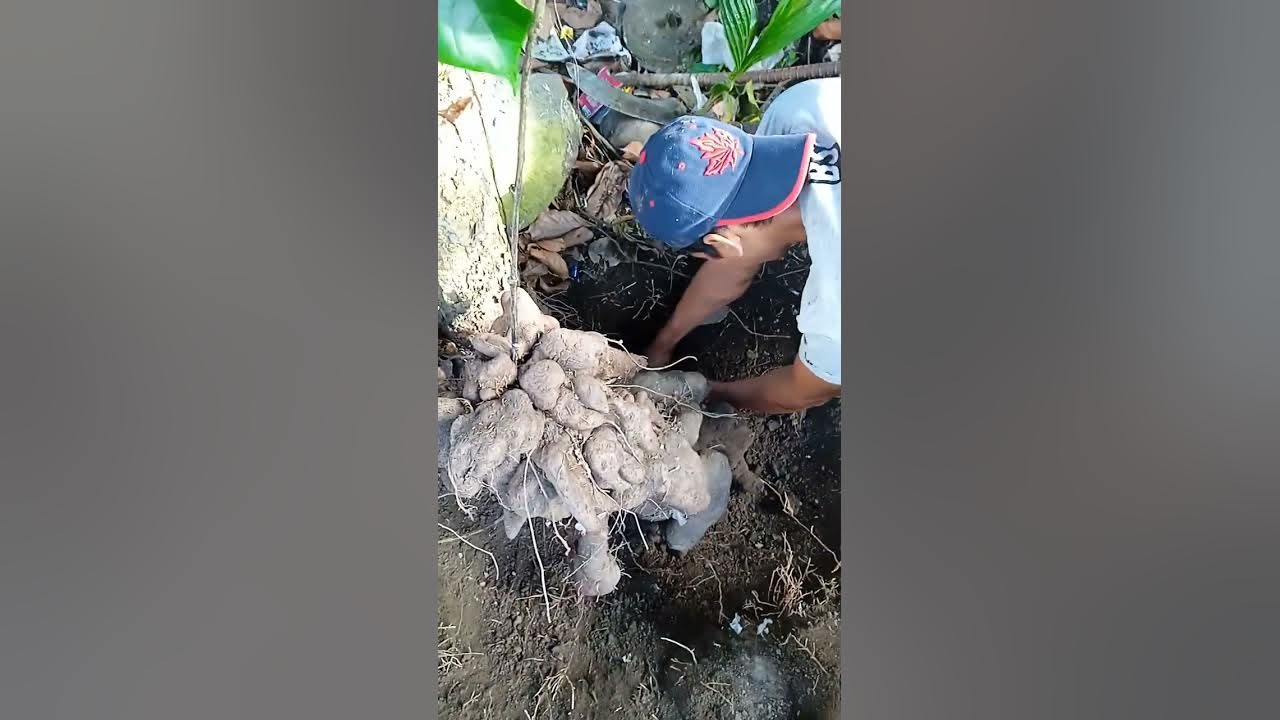 We dug-up a giant purple yam...or (Ube in tagalog)😃😃😃