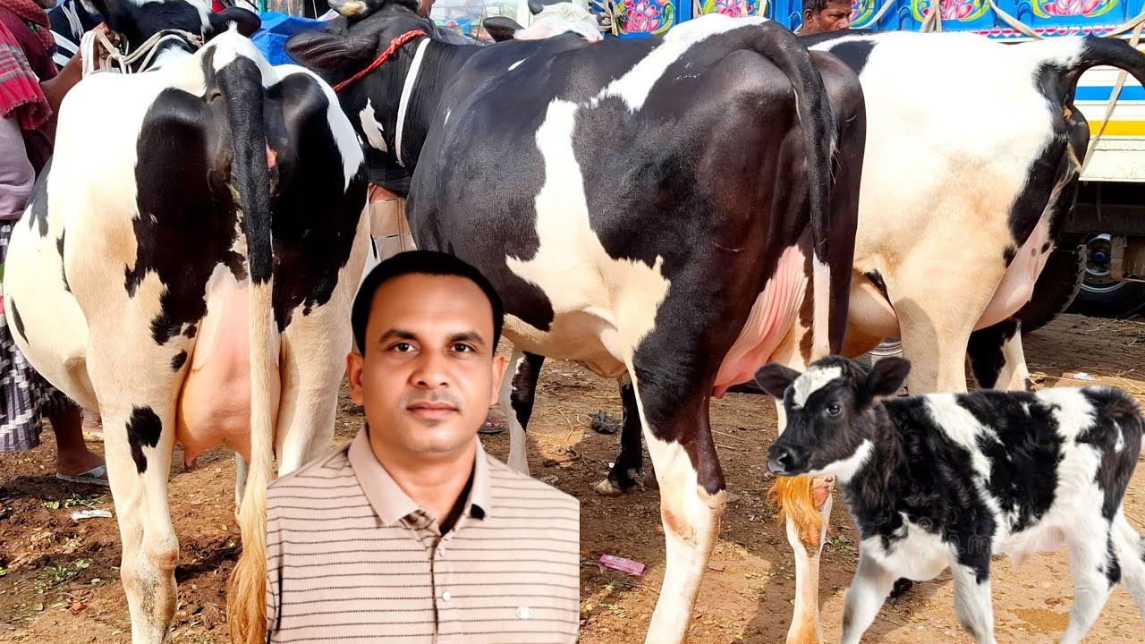 ১০/০১/২৬/ ধাপের হাট থেকে কেমন দামে উন্নত জাতের ২০_২৫ লি: দুধের বাচ্চা সহ গাভী গরু কিনলেন খামারি