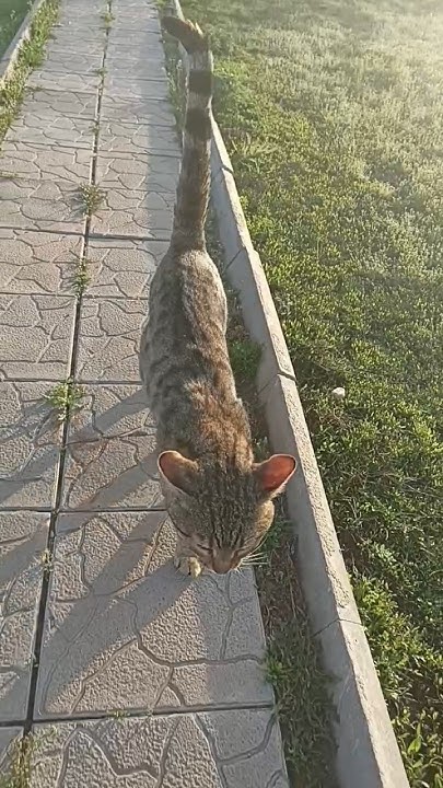 #cat #бенгалец - YouTube