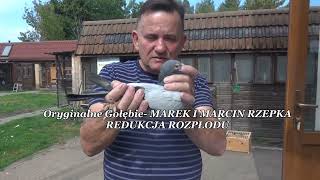 MAREK AND MARCIN RZEPKA - ORIGINAL PIGEONS - TEL: 513 016 809