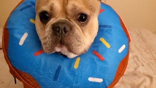 Houdini Slips Out of Inflatable Cone