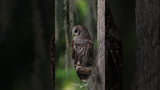 Barred Owls In Florida