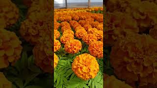 Весенние Цветы Для Дачи #Дача #Дачасад #Сад #Цветы #Идеи #Длядачи #Flowers #Garden #Gardens #Flower