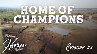 Inside One Of The Top Show Cattle Operations In Texas (Horn Livestock) | Ep. #3