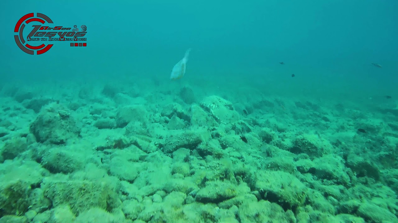 Gladius mini... HUNTING Stripped seabream (Lithognathus mormyrus)